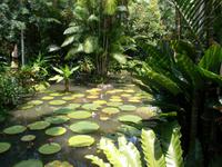 Botanischer Garten Singapur