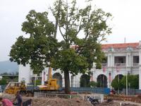 Der giftige Ipoh-Baum