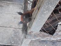 neugieriger Flughund