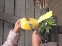 Wir verkosten gleich die süßen Früchte. 