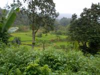 Reisterassen, wohin man schaut (Weg nach Sipirok)