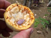 Junge Kakabohnen sind lila .... 