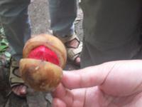 Muskatnuss frisch vom Baum