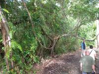 Weg durch den Regenwald