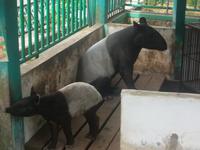 Tapir mit Kind im Zoo von Bukittinggi