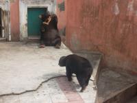 Blick ins Bärengehege