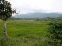 Reisfelder, soweit das Auge reicht