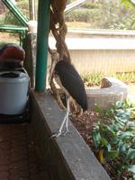 Sekretärvogel im Taman-Park bei Jakarta