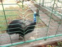 Kasuar - seltener Vogel von Neuguinea