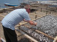 Fische werden hier überall getrocknrt. 