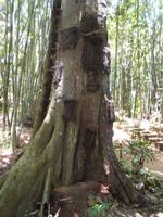 Babygräber bei Kambiri 