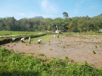 Reis wird gepflanzt - bei Londa