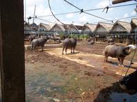 Büffelmarkt in Rantepao