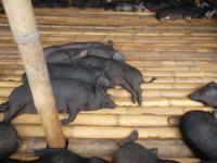 Sauwohl ... Schweinemarkt von Rantepao