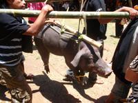 ein Shhwein als Geschenk ... 