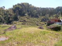 Reisterrassen bei Batutimongo