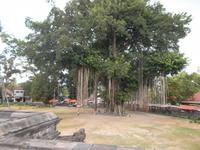 Ficus Benjamini - so kann er aussehen