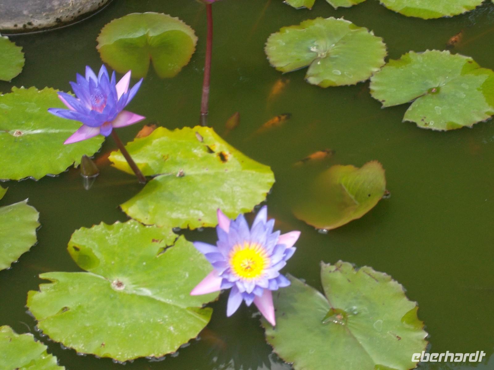 Lotos gilt als Ursprung der Welt ....