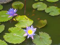 Lotos gilt als Ursprung der Welt ....