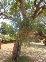 Baum mit Schmarotzerpflanzen