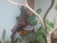 ...er fühlt sich in der Sionne nicht sehr wohl ...