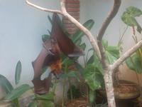 ... und schlägt die Flügel zum Schutz auf.