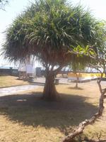 hohe Luftwurzeln haben die Bäume in Strandnähe 