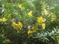 Im Orchideengarten von Singapur 