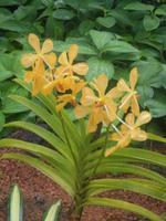 Im Orchideengarten von Singapur 