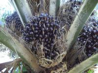 So wachsen Ölpalmfrüchte