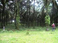 Ernte der Palmfrüchte