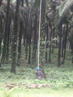 Ernte der Palmfrüchte