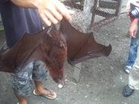 Flughunde sind ziemlich groß