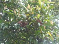 Gewürznelken am Baum