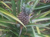Ananas in der Plantage