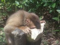 Der Affe liebt die Kokosnuss