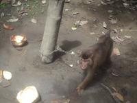 Gerade hat er noch Kokosnüsse geerntet... 