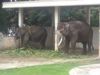 Sumatra-Elefanten im Bukittinggi Zoo