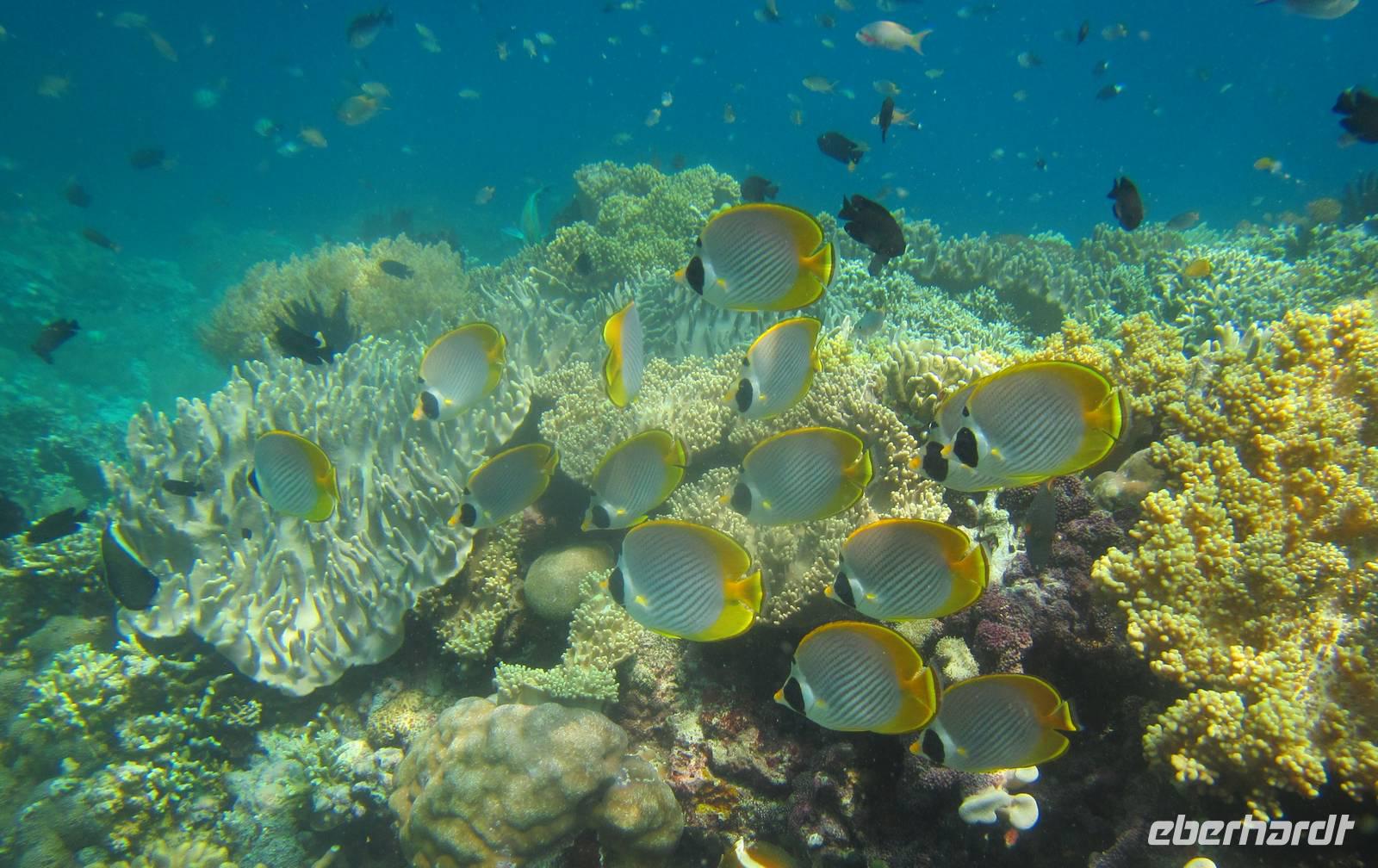 Falterfische beim Schnorcheln &ndash; &copy;  (Eberhardt TRAVEL)