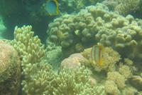 Kupfer-Pinzettfisch &ndash; &copy; Frank Nimschowski (Eberhardt TRAVEL)