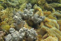 unterwegs am Hausriff von Bidadari &ndash; &copy; Frank Nimschowski (Eberhardt TRAVEL)