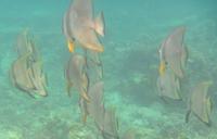 Fledermausfische, Kanawa Island &ndash; &copy; Frank Nimschowski (Eberhardt TRAVEL)