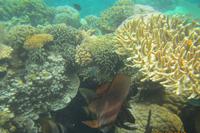 Fledermausfische, Kanawa Island &ndash; &copy; Frank Nimschowski (Eberhardt TRAVEL)