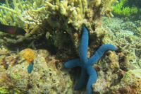 unterwegs am Hausriff von Bidadari &ndash; &copy; Frank Nimschowski (Eberhardt TRAVEL)