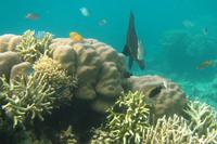 Riff vor Kanawa Island &ndash; &copy; Frank Nimschowski (Eberhardt TRAVEL)