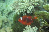 Anemonenfische &ndash; &copy; Frank Nimschowski (Eberhardt TRAVEL)