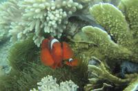 Anemonenfische &ndash; &copy; Frank Nimschowski (Eberhardt TRAVEL)