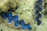 Mördermuschel &ndash; &copy; Frank Nimschowski (Eberhardt TRAVEL)