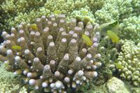 unterwegs am Hausriff von Bidadari &ndash; &copy; Frank Nimschowski (Eberhardt TRAVEL)