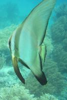 Falterfisch beim Schnorcheln &ndash; &copy; Frank Nimschowski (Eberhardt TRAVEL)